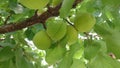 Green unripe apricot fruits on the tree branch