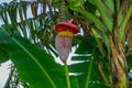 Banana heart hanging on the tree Royalty Free Stock Photo