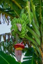 Low angle shot of unripe bananas and banana heart hanging from a tree Royalty Free Stock Photo