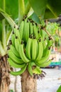 Green unripe bananas