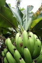 Green unripe bananas on a bananatree in the rain forest Royalty Free Stock Photo