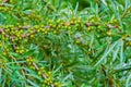 Green unripe berries of the medicinal plant sea buckthorn on the branches, summer natural