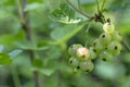 Green unripe berries red currant on branch Royalty Free Stock Photo