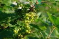 Green unripe berries of red currant (Ribes Rubrum) in the garden. Copy space for text Royalty Free Stock Photo