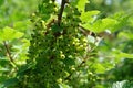 Green unripe berries of red currant (Ribes Rubrum) in the garden, selective focus Royalty Free Stock Photo