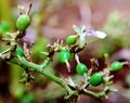 Green and unripe cardamom pods with flower