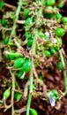 Green and unripe cardamom pods with flower Royalty Free Stock Photo