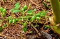 Green and unripe cardamom pods