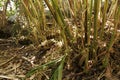 Green and unripe cardamom pods in plant in Kerala, India.is the third most expensive spice, Guatemala is the biggest producer of Royalty Free Stock Photo