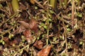 Green and unripe cardamom pods in plant in Kerala, India.is the third most expensive spice, Guatemala is the biggest producer of Royalty Free Stock Photo