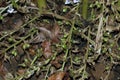 Green and unripe cardamom pods in plant in Kerala, India.is the third most expensive spice, Guatemala is the biggest producer of Royalty Free Stock Photo