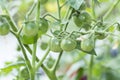 Green unripe cherry tomatoes Royalty Free Stock Photo