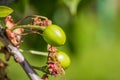 Green unripe cherry on the tree in spring. Green unripe cherry Royalty Free Stock Photo