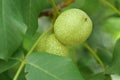 Green unripe Circassian walnut or Juglans regia Royalty Free Stock Photo