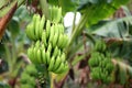 Green and unripe cultivar bananas
