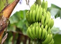 Green and unripe cultivar bananas