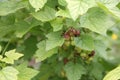 Green unripe currant berry grows on bush Royalty Free Stock Photo