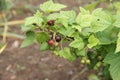 Green unripe currant berry grows on bush Royalty Free Stock Photo