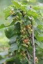 Green unripe currant berry grows on bush Royalty Free Stock Photo