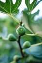 Green unripe fig fruit on a fig-tree branch with green leaves. Close up shot, shallow depth of field, rain droplets on the fruit, Royalty Free Stock Photo