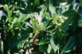 Green unripe figs fruits on the branch of a fig tree or sycamine with plant leaves cultivated on wild garden farm homesteading in Royalty Free Stock Photo