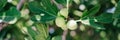 Green unripe figs fruits on the branch of a fig tree or sycamine with plant leaves cultivated on wild garden farm homesteading in Royalty Free Stock Photo