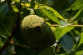 Green Unripe Fruits of Eastern American Black Walnut, a species of deciduous tree in the Juglandaceae family