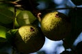 Green Unripe Fruits of Eastern American Black Walnut, a species of deciduous tree in the Juglandaceae family