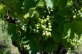 Green unripe Gamay Noir grape growing on hilly vineyards near beaujolais wine making village Val d`Oingt, gateway to Beaujolais