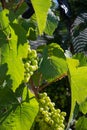 Green unripe Gamay Noir grape growing on hilly vineyards near beaujolais wine making village Val d`Oingt, gateway to Beaujolais