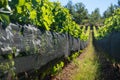 Green unripe Gamay Noir grape growing on hilly vineyards near beaujolais wine making village Val d`Oingt, gateway to Beaujolais