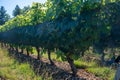 Green unripe Gamay Noir grape growing on hilly vineyards near beaujolais wine making village Val d`Oingt, gateway to Beaujolais