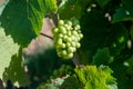 Green unripe Gamay Noir grape growing on hilly vineyards near beaujolais wine making village Val d`Oingt, gateway to Beaujolais