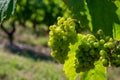 Green unripe Gamay Noir grape growing on hilly vineyards near beaujolais wine making village Val d`Oingt, gateway to Beaujolais