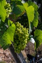 Green unripe Gamay Noir grape growing on hilly vineyards near beaujolais wine making village Val d`Oingt, gateway to Beaujolais