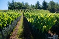 Green unripe Gamay Noir grape growing on hilly vineyards near beaujolais wine making village Val d`Oingt, gateway to Beaujolais