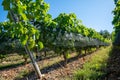 Green unripe Gamay Noir grape growing on hilly vineyards near beaujolais wine making village Val d`Oingt, gateway to Beaujolais