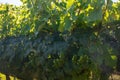 Green unripe Gamay Noir grape growing on hilly vineyards near beaujolais wine making village Val d`Oingt, gateway to Beaujolais