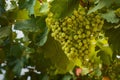 Green, unripe grapes hanging from the vine at a vineyard estate in Mendoza, Argentina. Agriculture, wine industry background. Royalty Free Stock Photo