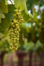 Green, unripe grapes hanging from the vine at a vineyard estate in Mendoza, Argentina. Agriculture, wine industry background. Royalty Free Stock Photo