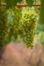 Green, unripe grapes hanging from the vine at a vineyard estate in Mendoza, Argentina. Agriculture, wine industry background. Royalty Free Stock Photo