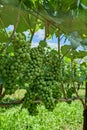 Green unripe grapes on a vine. Close up shot, no people Royalty Free Stock Photo