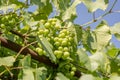 Green unripe grapes in the vineyard
