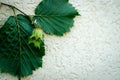 Green unripe hazelnuts with leaves on textured light background. Royalty Free Stock Photo