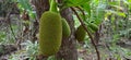 green unripe jackfruit hanging above the tree Royalty Free Stock Photo