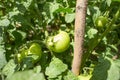 Green, unripe large tomatoes on the branches in an amateur garden. Summertime. Selective focus. Royalty Free Stock Photo