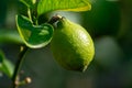 Green unripe lemon citrus fruits growing on lemon tree close up Royalty Free Stock Photo