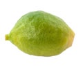 Unripe lemon. Royalty Free Stock Photo