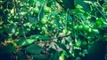 Green unripe cherry berries trees braches background Royalty Free Stock Photo