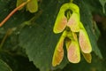 green unripe maple samara\'s - acer Royalty Free Stock Photo